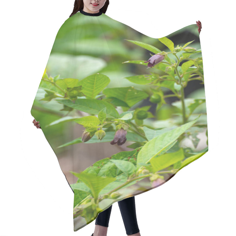 Personality  Botanical Collection Of Poisonious Plants And Herbs, Atropa Belladonna Or Belladonna Or Deadly Nightshade Toxic Plant Hair Cutting Cape