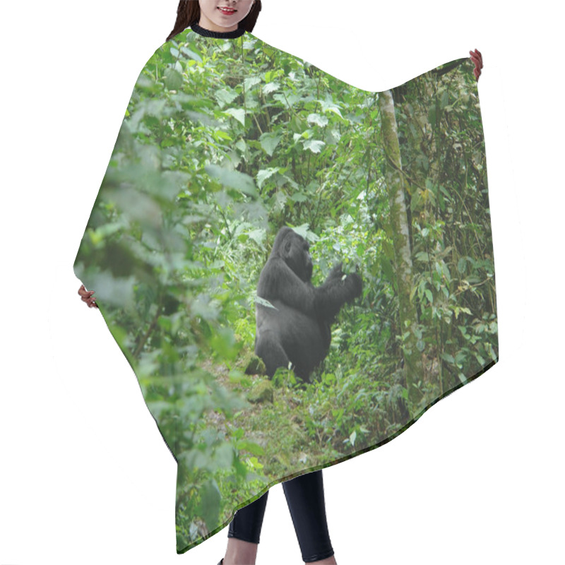 Personality  Gorilla In The African Jungle Hair Cutting Cape