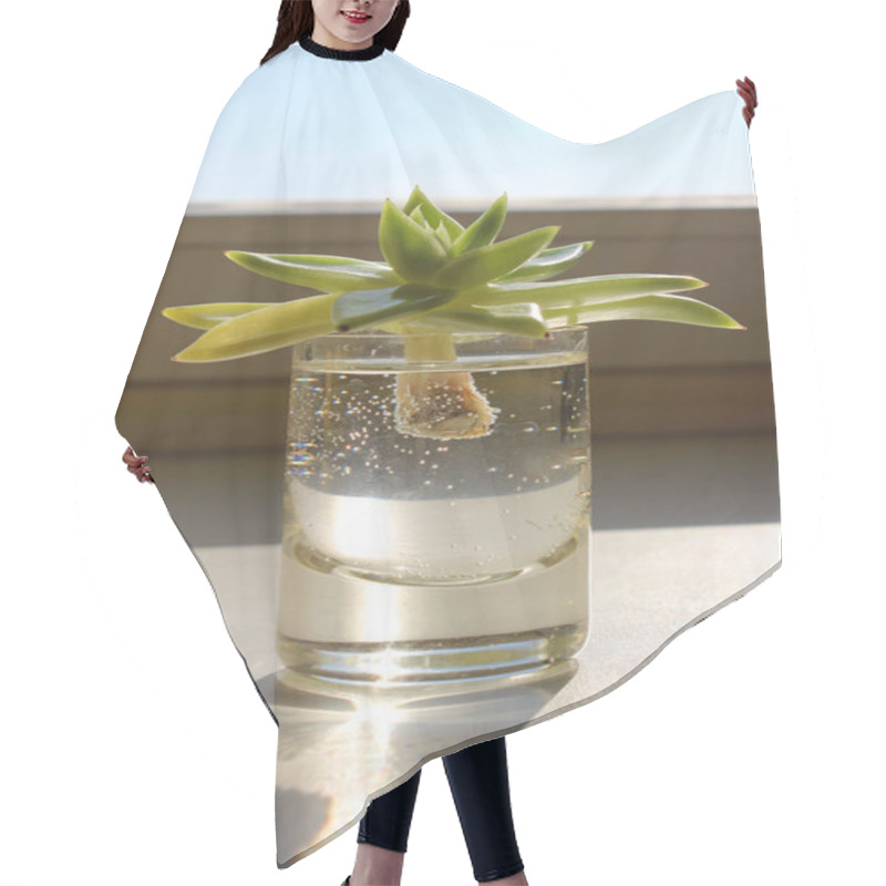 Personality  Side View Of Young Plant With Stem In A Water Inside Glass On A Windowsill Hair Cutting Cape