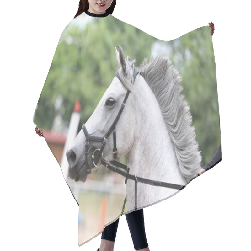 Personality  Beautiful Young Sport Horse Canter During Training Outdoors Hair Cutting Cape