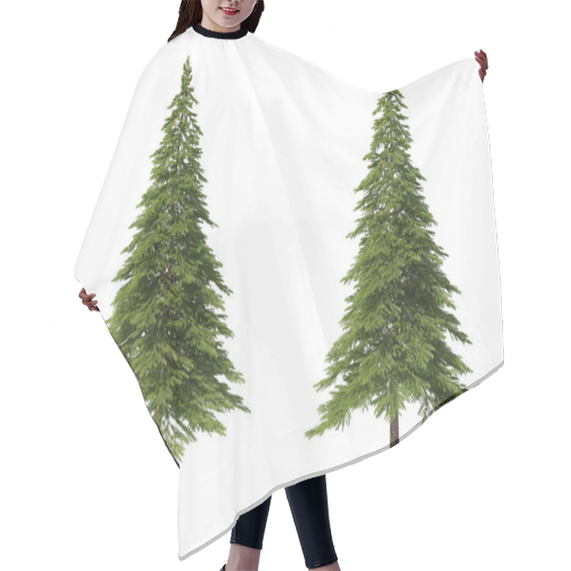 Personality  Coniferous Trees On An Isolated Background. Spruce. Hair Cutting Cape