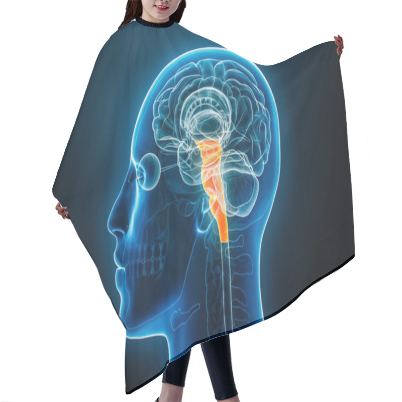 Personality  Xray Profile View Of The Brain Stem Or Brainstem With Medulla, Pons And Midbrain 3D Rendering Illustration. Human Body Anatomy, Medical, Biology, Science, Neuroscience, Neurology Concepts. Hair Cutting Cape