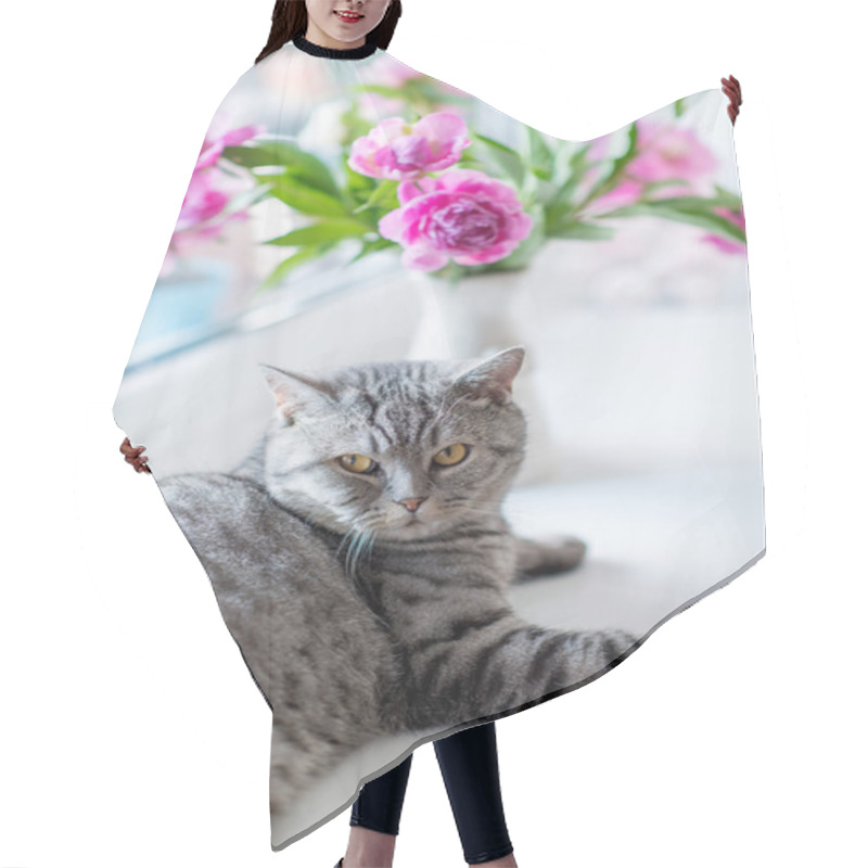 Personality  British Cat Breed Hair Cutting Cape