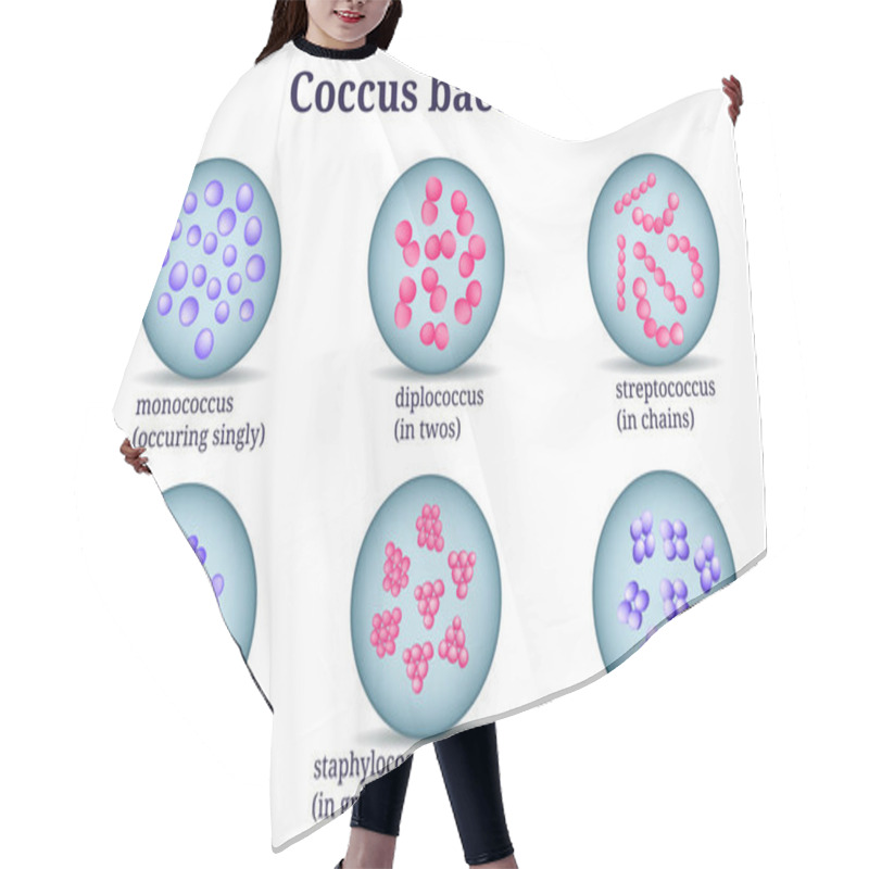 Personality  Arrangements Of Coccus Bacterial Microorganism In Petri Dish. Hair Cutting Cape