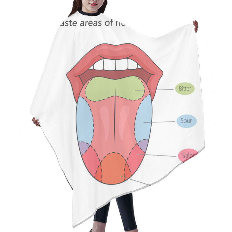 Personality  Taste Zones Of The Human Tongue Structure Diagram Schematic Raster Illustration. Medical Science Educational Illustration Hair Cutting Cape