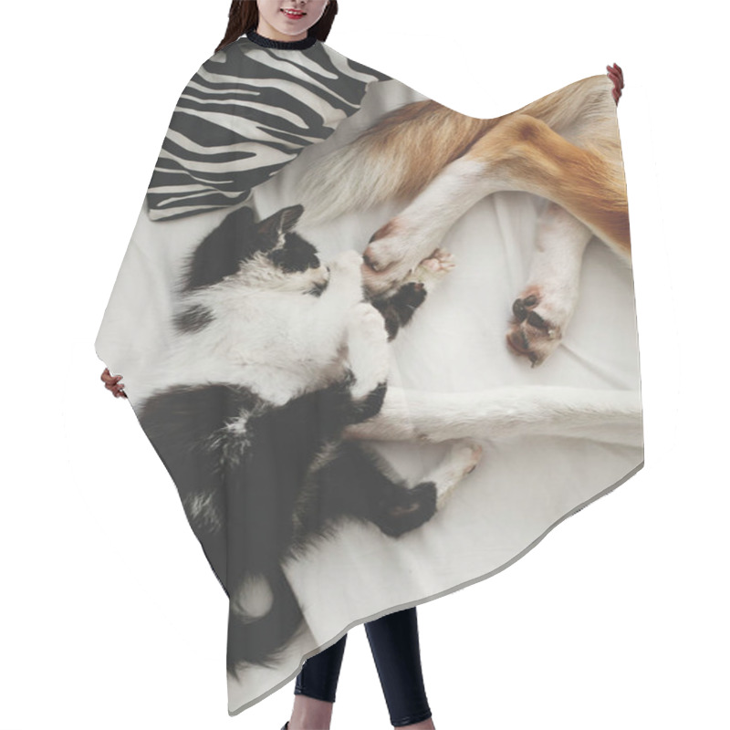 Personality  Cute Kitty And Golden Dog Playing On Bed With Pillows In Stylish Room. Adorable Black And White Kitten And Puppy With Funny Emotions Having Fun On Blanket. Cozy Home, Top View Hair Cutting Cape