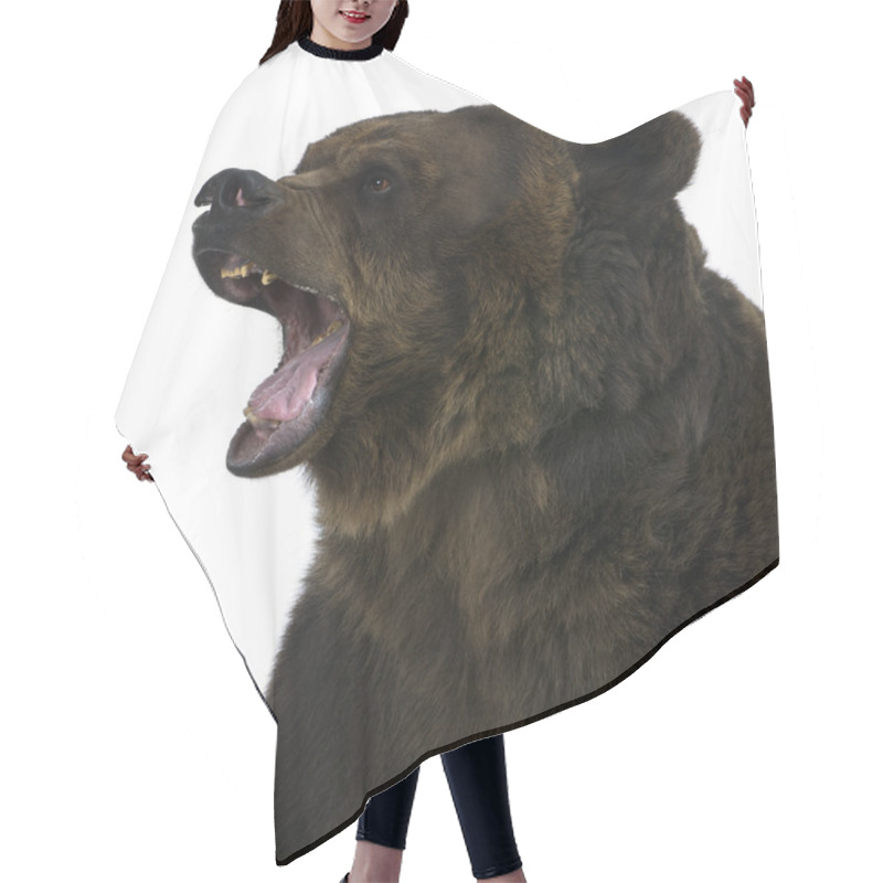 Personality  Grizzly Bear, 10 Years Old, Standing Upright Against White Background Hair Cutting Cape