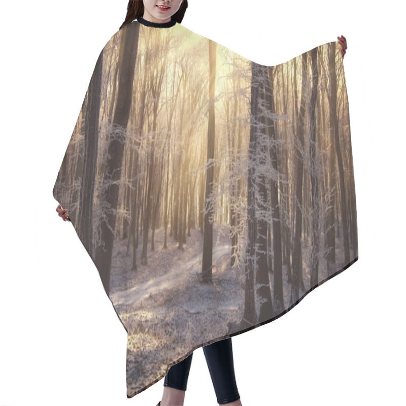 Personality  Sun Light In Winter Forest Hair Cutting Cape