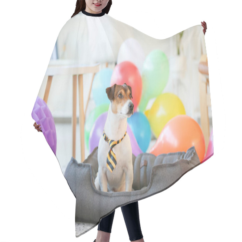 Personality  Adorable Dog Celebrating Birthday At Home Hair Cutting Cape