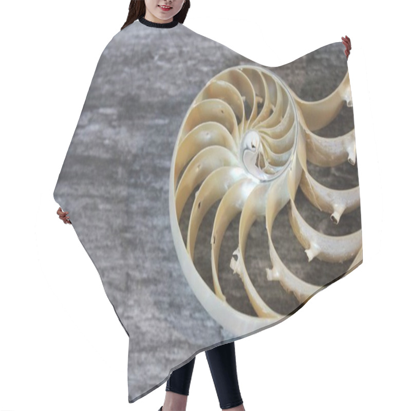 Personality  Nautilus Shell With Copy Space Concrete Stone Background Cross Section Symmetry Fibonacci Spiral Sequence  Hair Cutting Cape