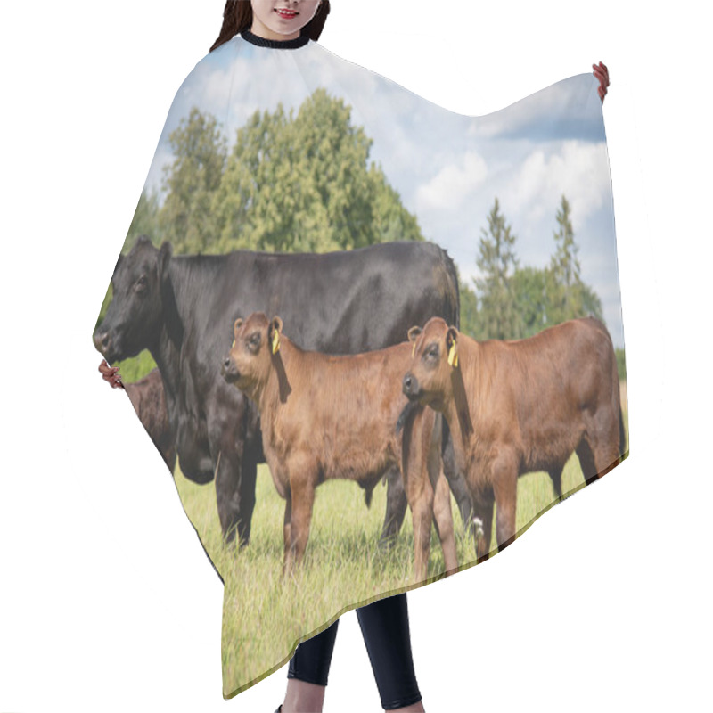 Personality  Black Angus Cow In Green Grass On Summer With Calves Hair Cutting Cape