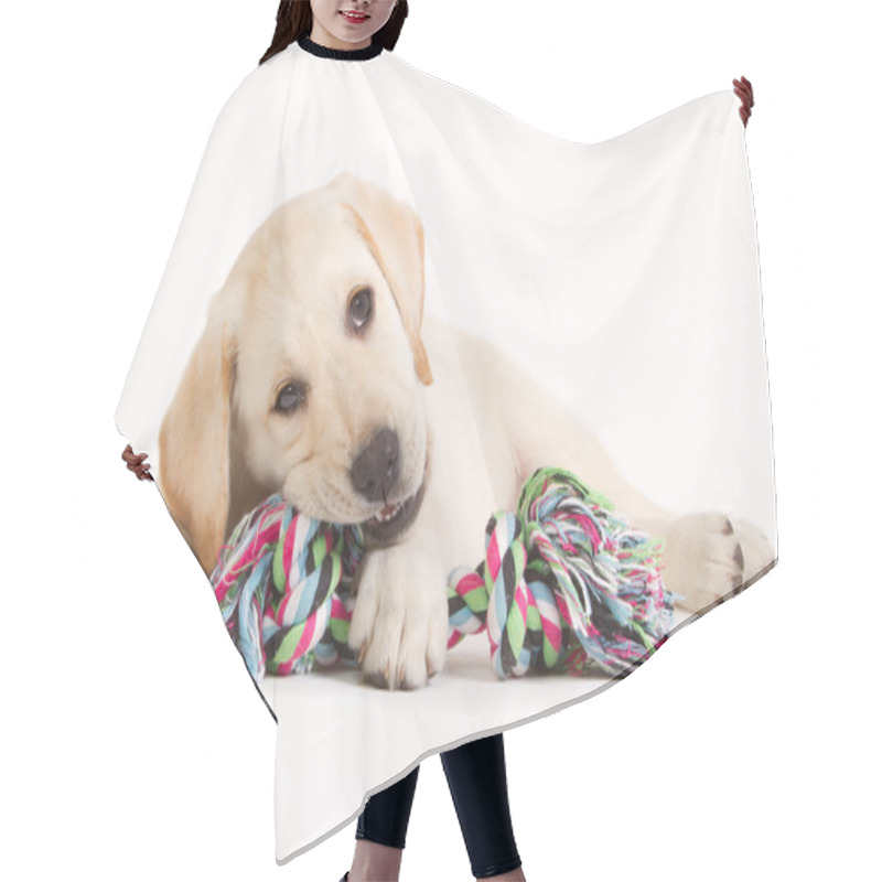 Personality  Labrador Puppy Biting In A Coloured Toy Hair Cutting Cape