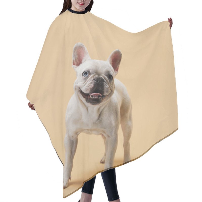 Personality  White French Bulldog With Dark Nose And Mouth On Beige Background Hair Cutting Cape