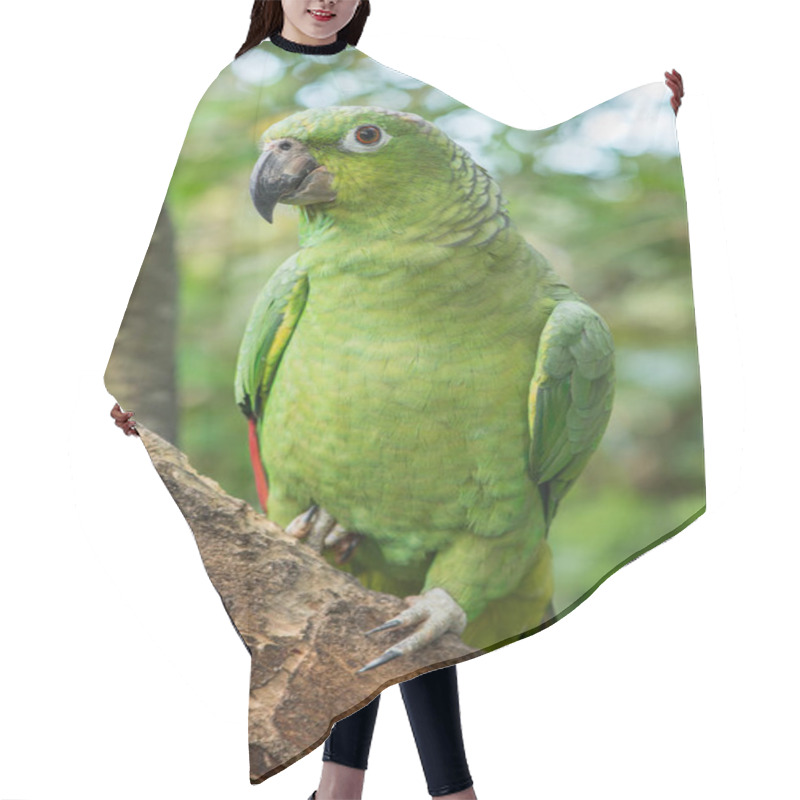 Personality  Green Amazon Parrot Sitting On A Branch With A Forest Background Hair Cutting Cape