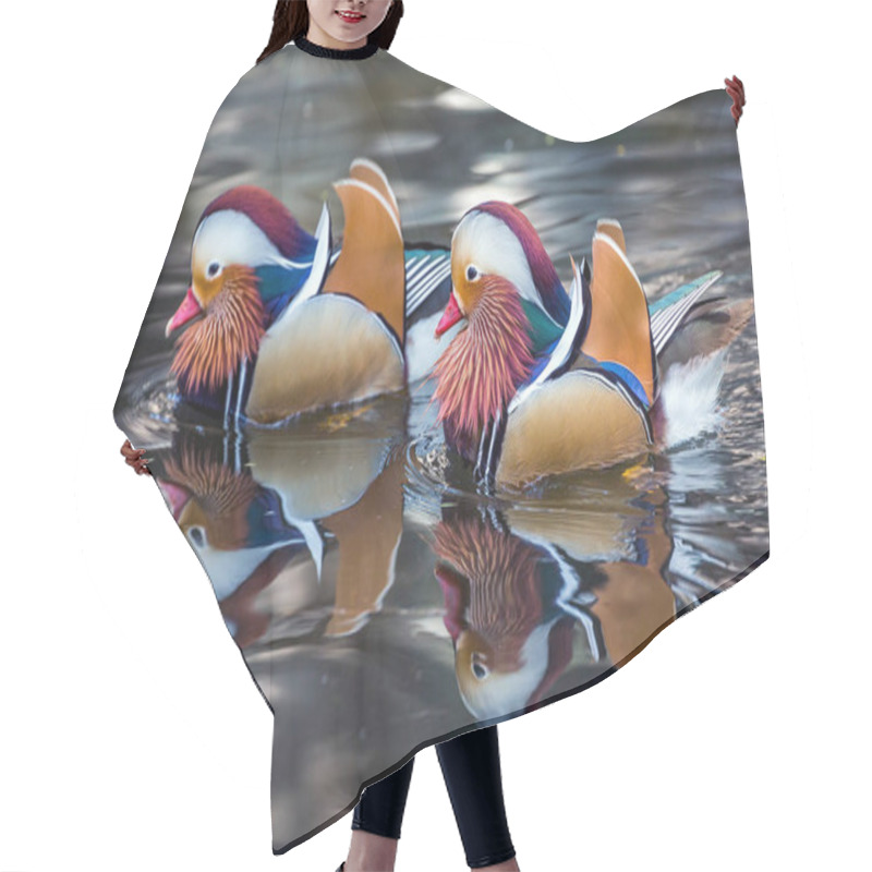 Personality  Mandarin Duck Floating In A Pond. Hair Cutting Cape