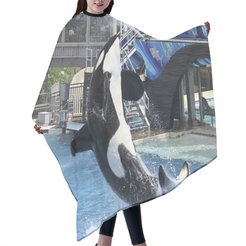 Personality  A Killer Whale Performs In An Oceanarium Show Hair Cutting Cape