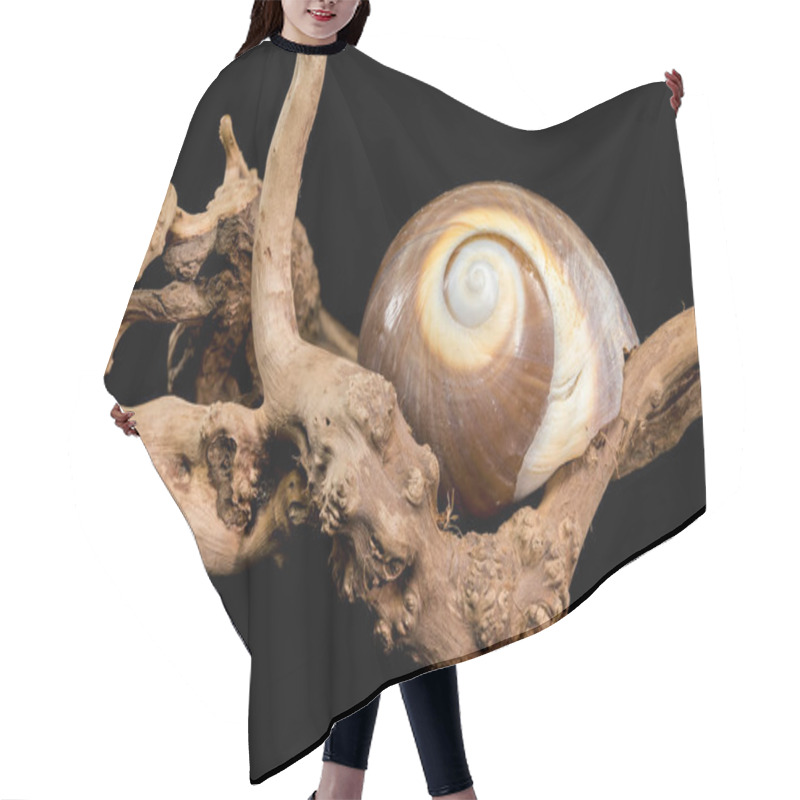 Personality  A Polished Brown Moon Snail Shell With Subtle Cream And White Spirals, Resting Elegantly On Textured Driftwood Against A Stark Black Background, Showcasing Its Natural Beauty And Smooth Finish Hair Cutting Cape