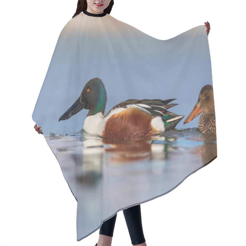 Personality  Duck Couple. White Blue Nature Background. Duck; Northern Shoveler. (Spatula Clypeata) Hair Cutting Cape