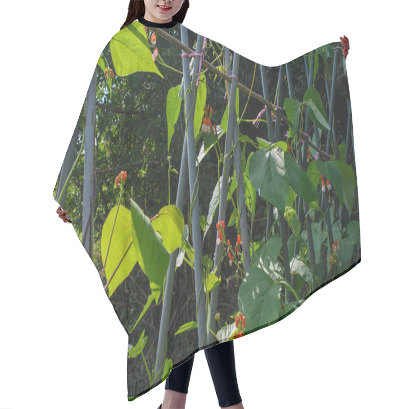 Personality  Runner Bean Plants Growing Up Canes In A Vegetable Garden. Gardener Ties Up The Trailing New Shoots, Growth, Protecting The Vines And Red Flower Crops.  Hair Cutting Cape