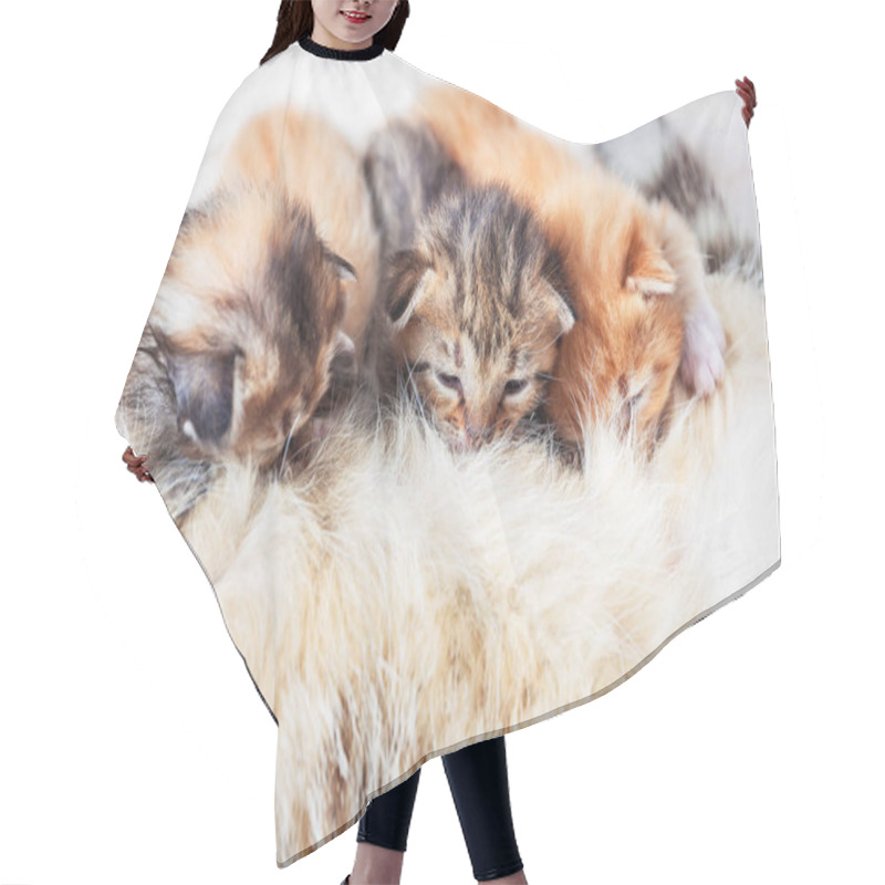 Personality  Mother Cat Nursing Baby Kittens Hair Cutting Cape