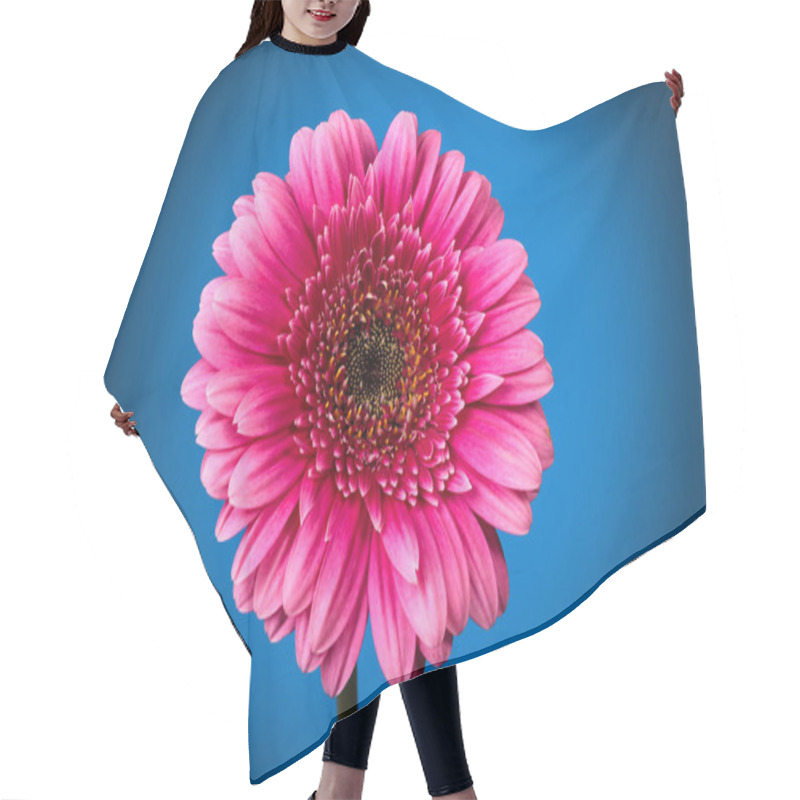 Personality  Closeup Shot Of Pink  Gerbera With Drops Against Dark Blue Background. Hair Cutting Cape