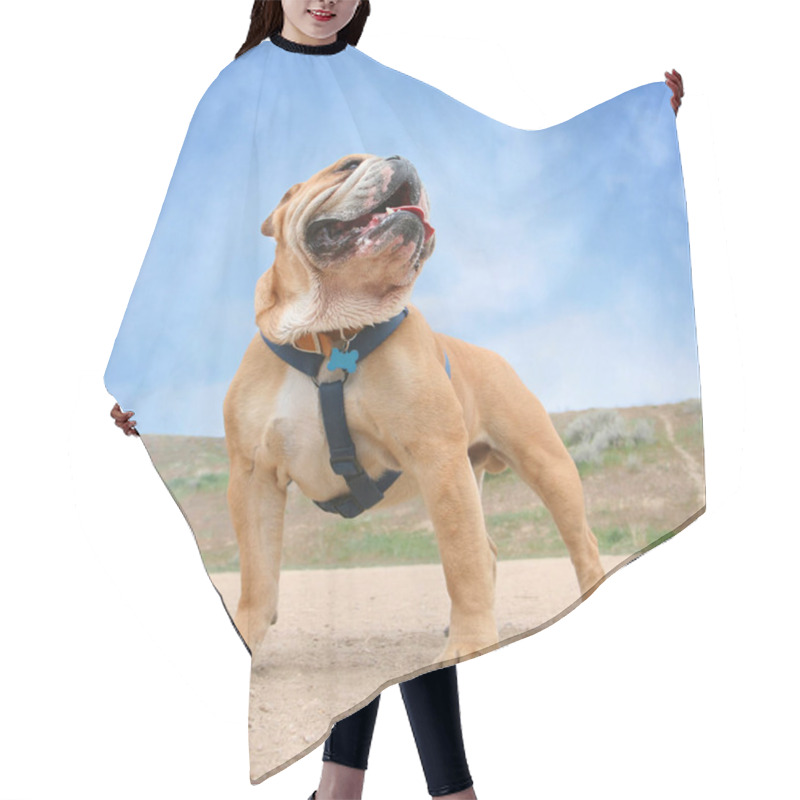 Personality  A Bulldog In A Dog Park Hair Cutting Cape