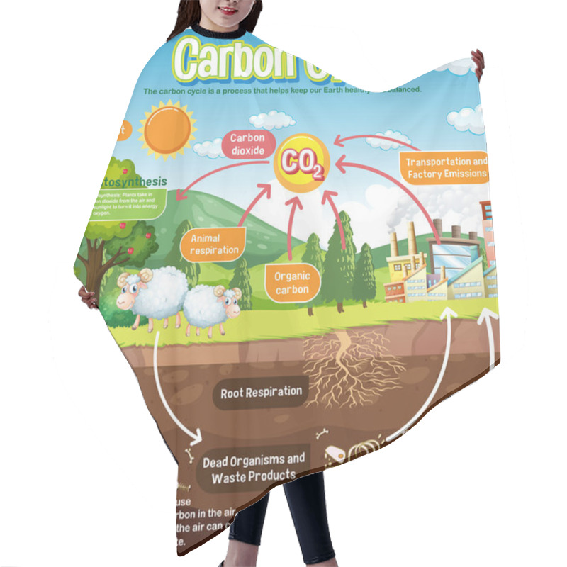 Personality  Carbon Cycle Diagram For Science Education Illustration Hair Cutting Cape