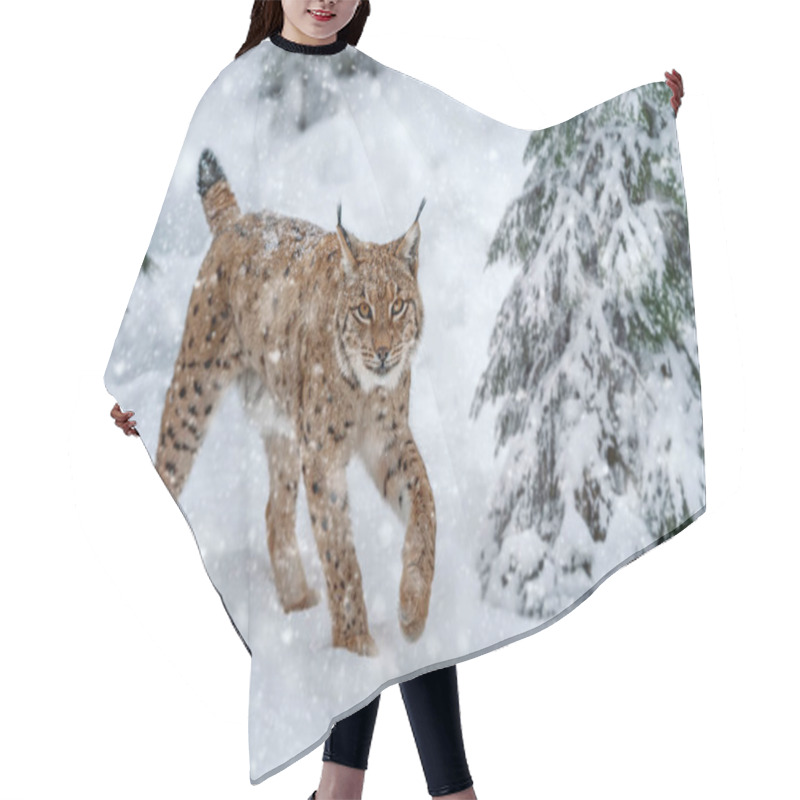 Personality  Closeup Adult Lynx In Cold Time. Bobcat Snow In Wild Winter Nature. Action Wildlife Scene With Dangerous Animal Hair Cutting Cape