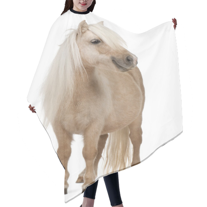 Personality  Palomino Shetland Pony, Equus Caballus, 3 Years Old, Standing In Front Of White Background Hair Cutting Cape