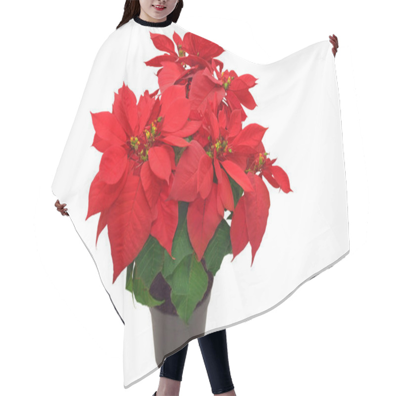 Personality  Red Poinsettia Hair Cutting Cape