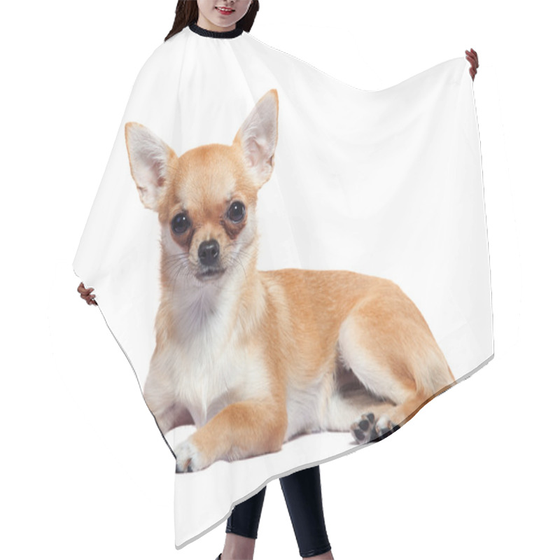 Personality  Chihuahua Lying Hair Cutting Cape