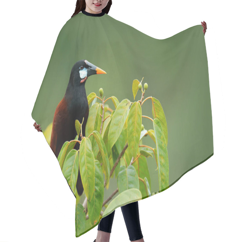 Personality  Portrait Of Exotic Bird From Costa Rica Hair Cutting Cape