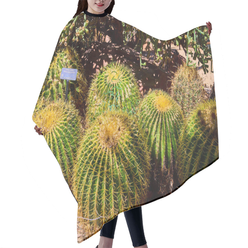 Personality  Golden Barrel Cactus Bask Under The Intense Las Vegas Sun At A Botanical Conservatory. Their Vibrant Green Bodies And Golden Spines Stand Resilient Against The Desert Backdrop. Ideal For Desert-themed Hair Cutting Cape