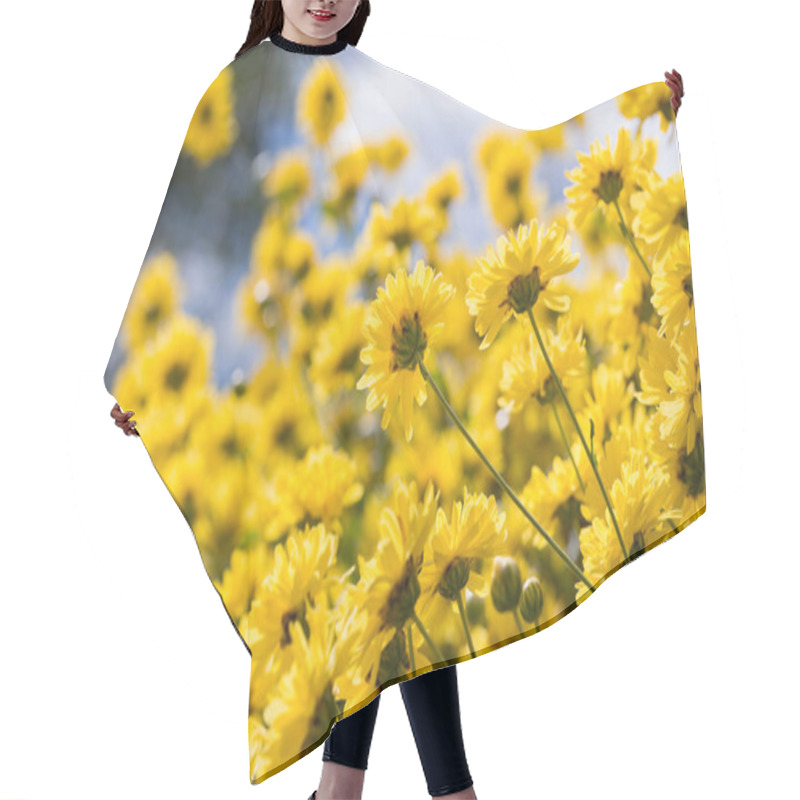 Personality  Yellow Flowers Of Chrysanthemum Plants In Natural Field Outdoors Hair Cutting Cape