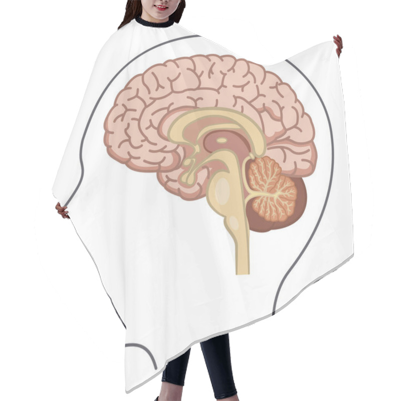 Personality  Human Brain Side View. Vector Illustration Of The Brain From The Inside. Human Anatomy Hair Cutting Cape