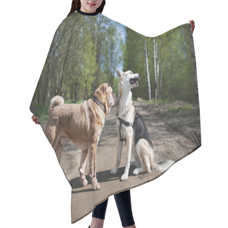 Personality  Dogs Walking On Country Road In Spring Forest Hair Cutting Cape