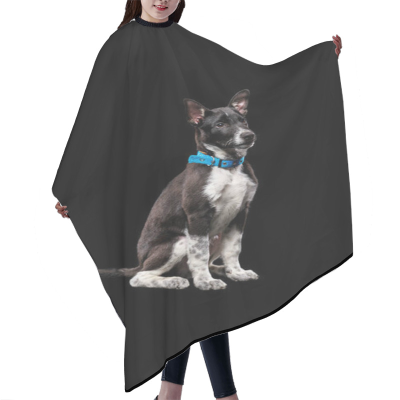 Personality  Pooch Dark Dog In Collar Isolated On Black Hair Cutting Cape