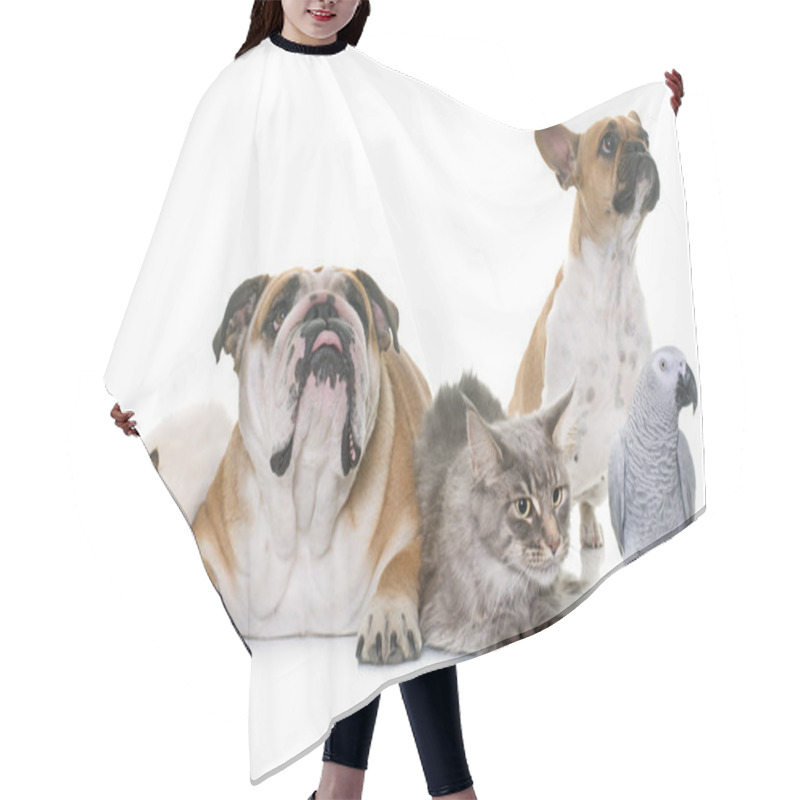 Personality  Group Of Pet Hair Cutting Cape