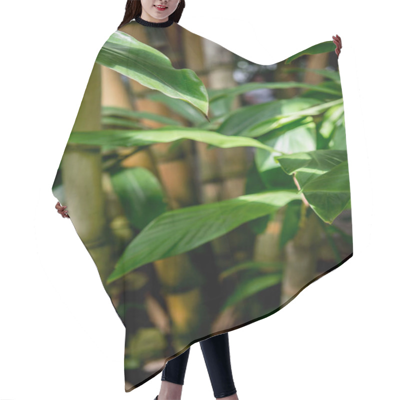 Personality  Selective Focus Of Green Leaves Of Bamboo Trees With Sunlight  Hair Cutting Cape