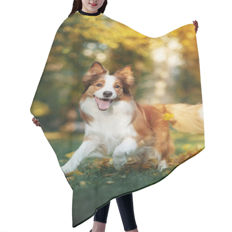 Personality  Young Border Collie Dog Playing With Leaves In Autumn Hair Cutting Cape