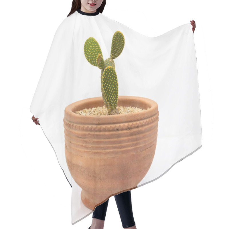 Personality  Bunny Ear Cactus With Yellow Spines Or Yellow Polka Dot Cactus In A Large Pot On White Isolated Background Hair Cutting Cape