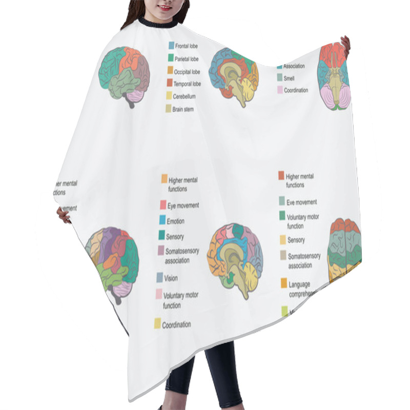 Personality  Human Brain Anatomy, Hair Cutting Cape