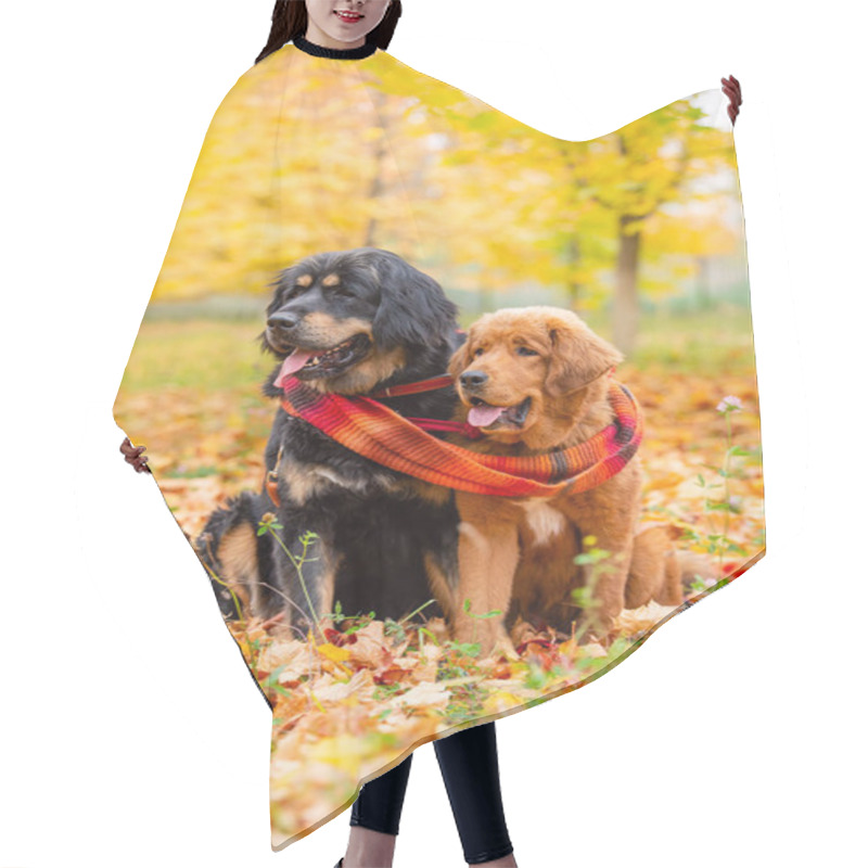 Personality  Two Large Dogs Sit In The Autumn Forest And Look To The Side Together. Dogs Of The Tibetan Mastiff Breed In Autumn Foliage With One Large Scarf. Vertical Frame Hair Cutting Cape