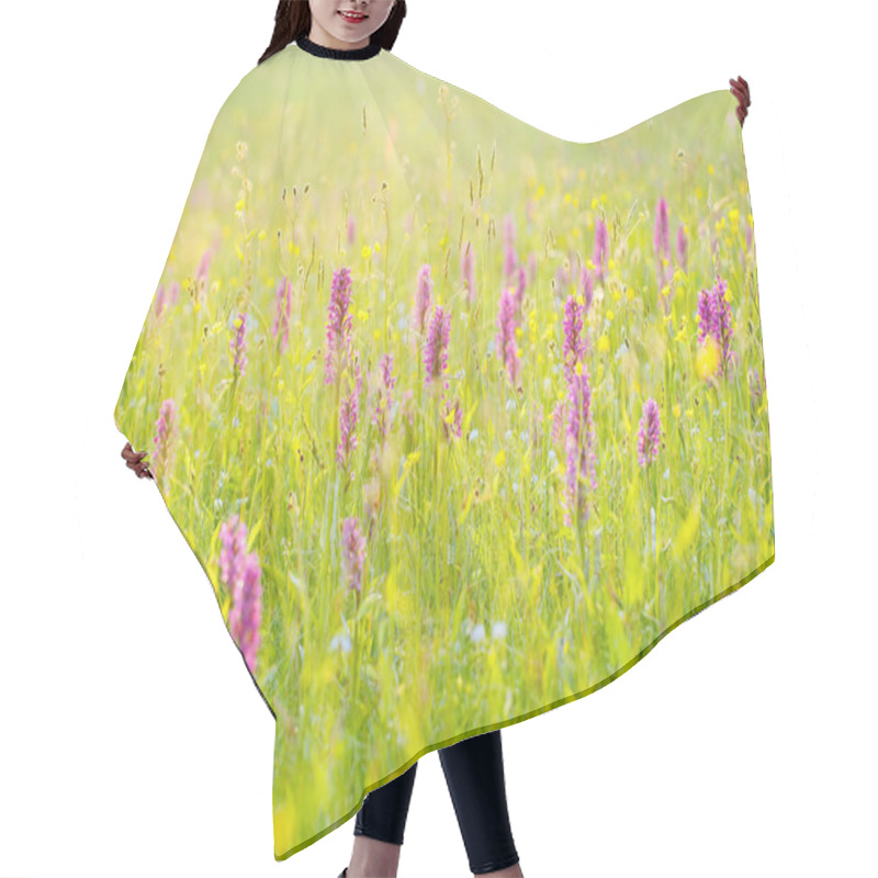 Personality  Morning Meadow With Wild Orchid Flowers. Sunrise In Nature. Broad-leaved Marsh Orchid,  Dactylorhiza Majalis, European Terrestrial Wild Orchid, Habitat. Nature Spring Scene, Europe. Hair Cutting Cape