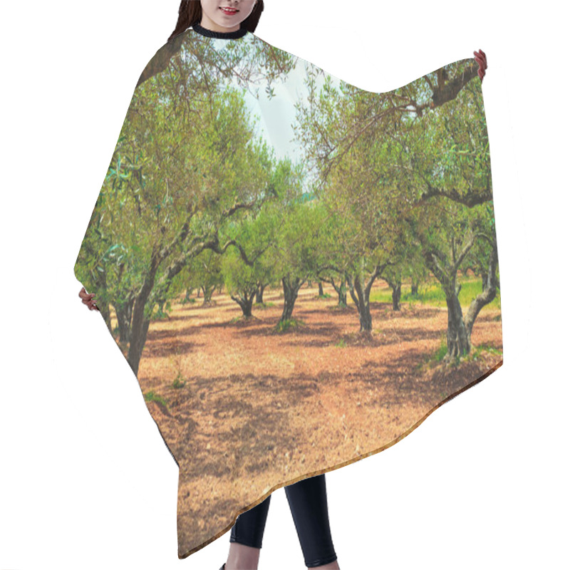 Personality  Olive Trees Olea Europaea In Crete, Greece For Olive Oil Production Hair Cutting Cape