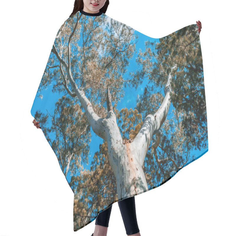 Personality  Beautiful Native Australian Gum Tree Canopy And Blue Sky Hair Cutting Cape