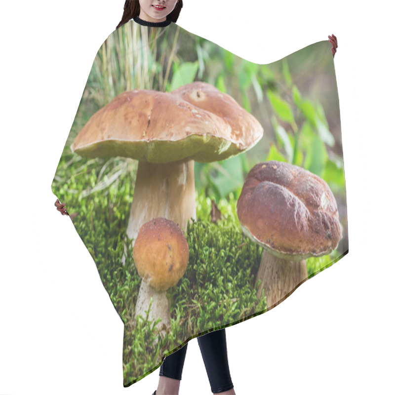 Personality  Boletus Mushrooms On Moss At Dawn In The Forest Hair Cutting Cape