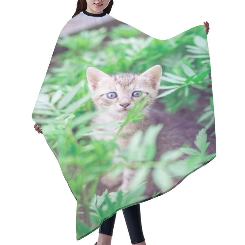 Personality  Baby Kitten Playing In Garden Hair Cutting Cape