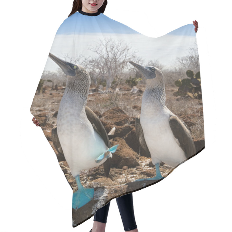 Personality  Marriage Dances Of Blue-footed Boobyis Hair Cutting Cape