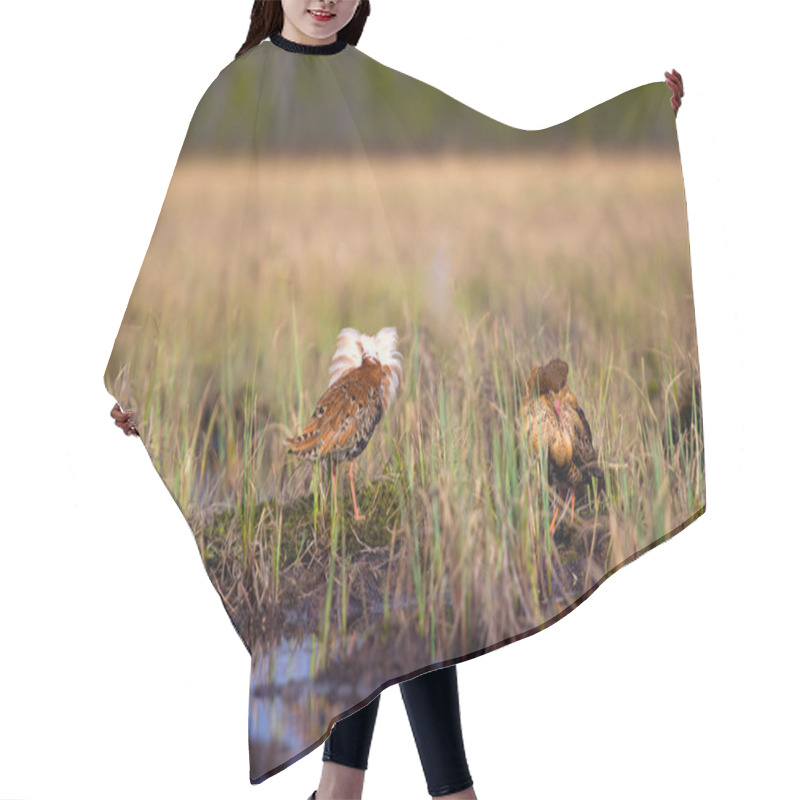 Personality  Pugnacious Handsome 4. Ultimate Fighting. Sandpipers (waders) Ruffs (Philomachus Pugnax, Males) Fight In Swamp Against Background Of Lake And Forest Hair Cutting Cape